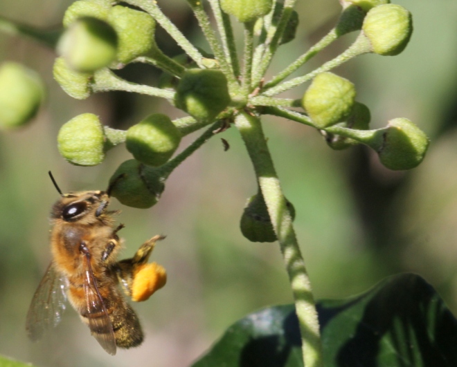 Honey bee with ivy pollen