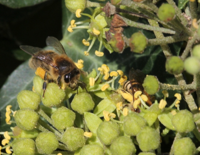 Honey bee on ivy