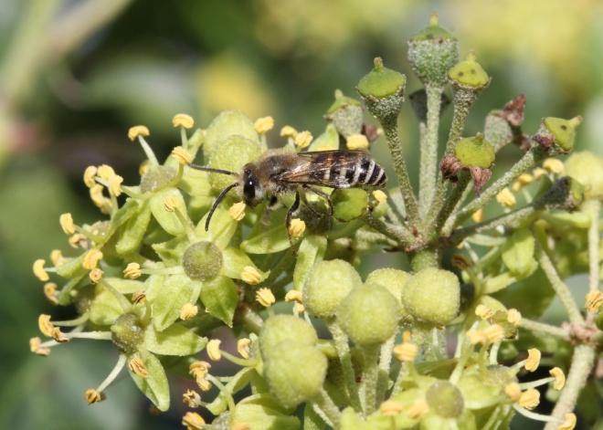 Colletes hederae male
