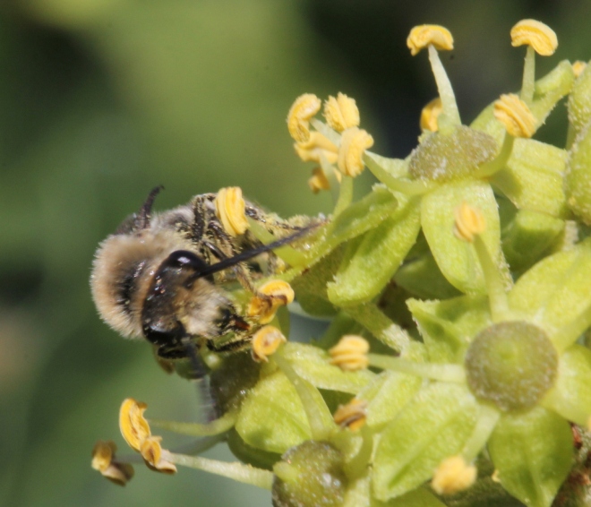 male Colletes hederae