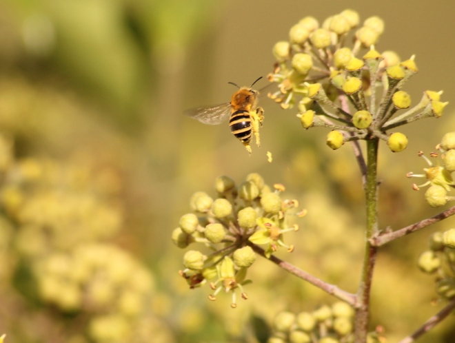 Colletes hedera and pollen load